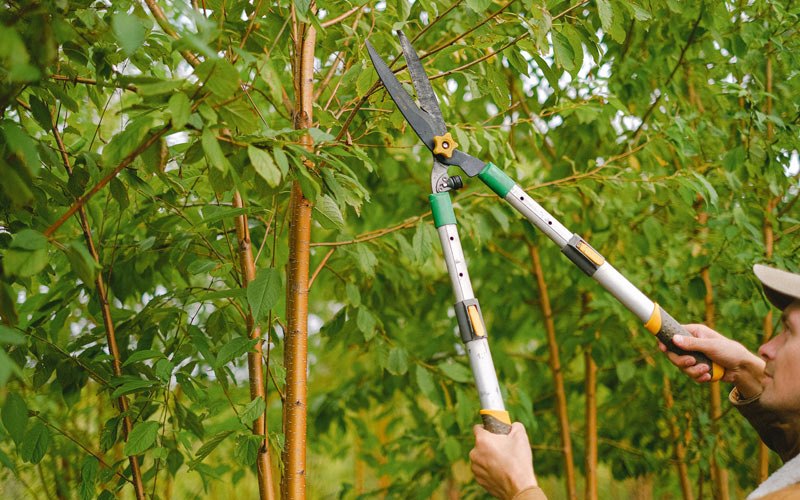 Tree trimming in Martinsburg, IA