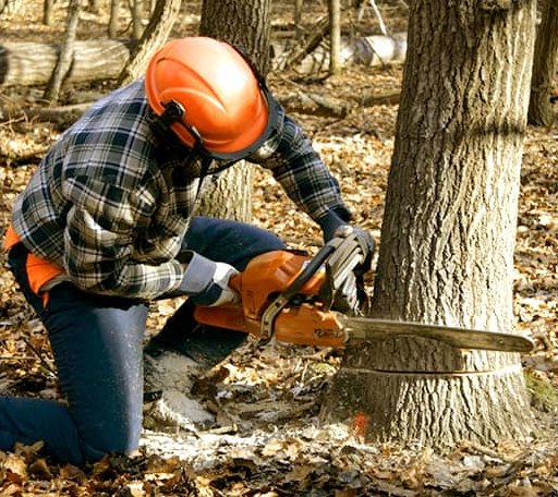 Tree Removal in Martinsburg, IA